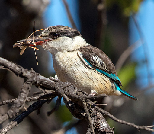Striped Kingfisher
